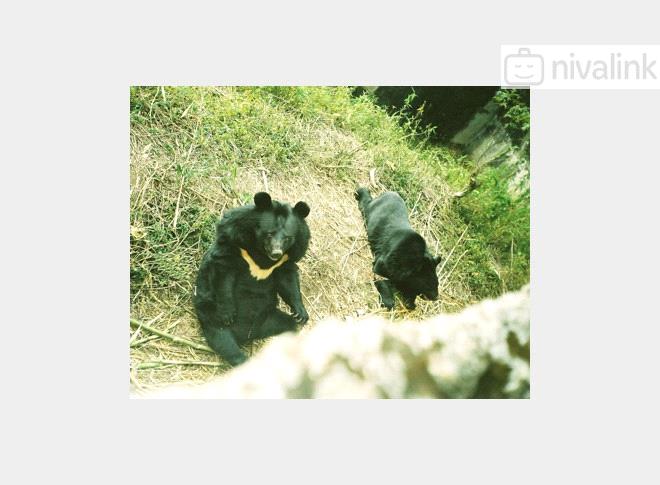Things to Do - Himalayan Zoological Park Gangtok, Gangtok, Sikkim