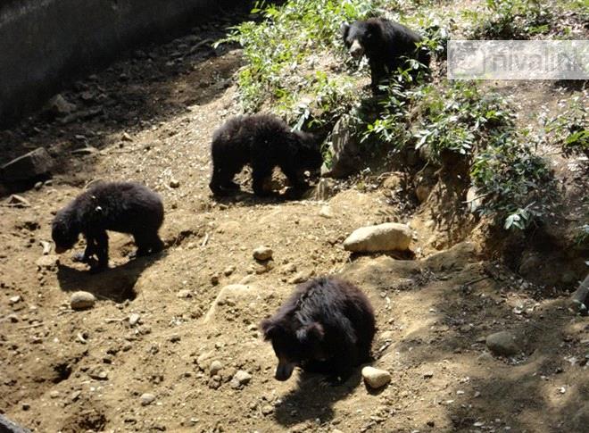 Things to Do - Arignar Anna Zoological Park, Chennai, Tamil Nadu
