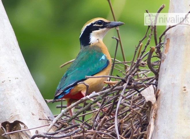 Activity - Bird Watching in North Goa