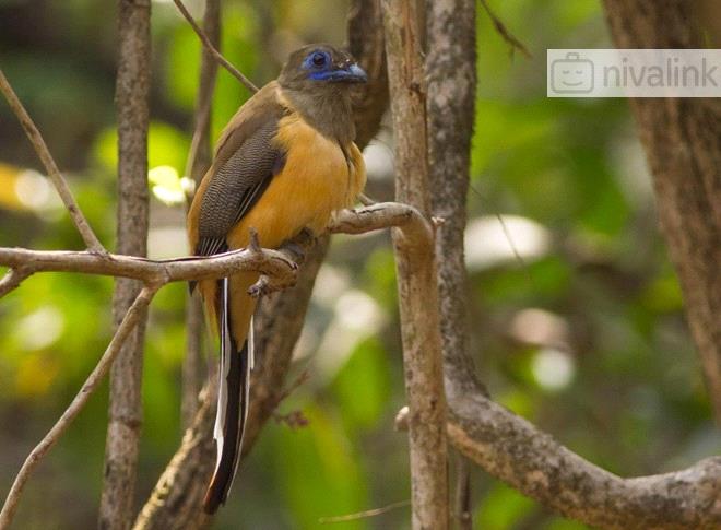 Activity - Bird Watching in North Goa