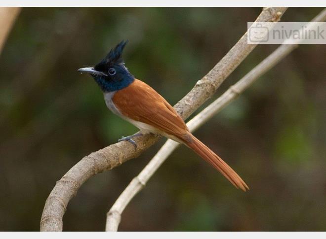 Activity - Bird Watching in North Goa