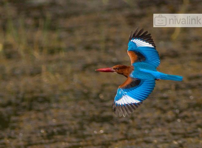 Activity - Bird Watching in North Goa