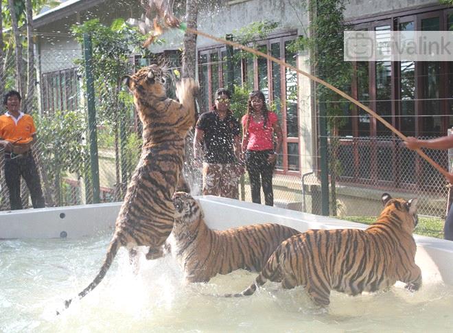 Things to Do - Tiger Kingdom, Phuket, Thailand