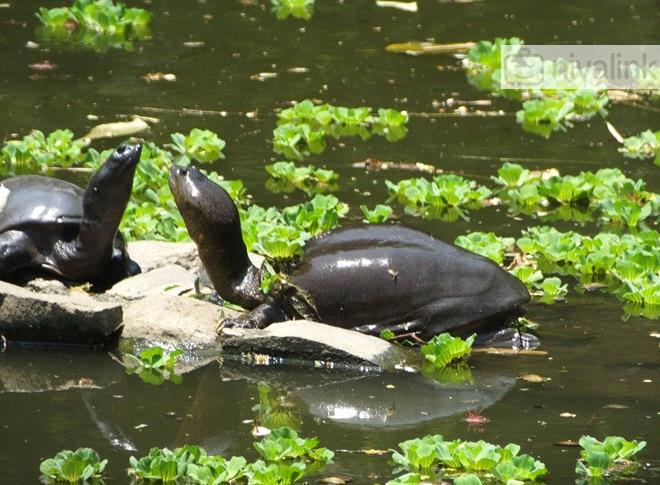 Things to Do - Byculla Zoo, Mumbai, Maharashtra