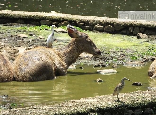 Things to Do - Byculla Zoo, Mumbai, Maharashtra