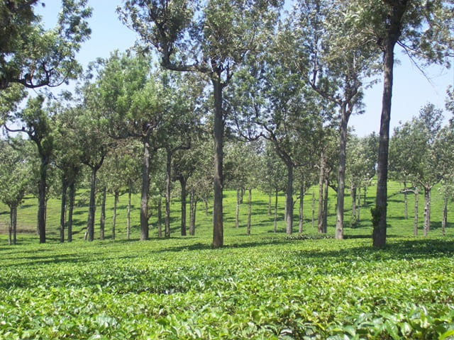 Plantations