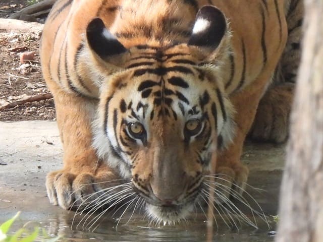Wildlife